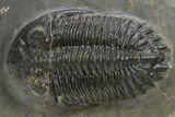 Prone Hollardops Trilobite Fossil - Ofaten, Morocco #310571-1